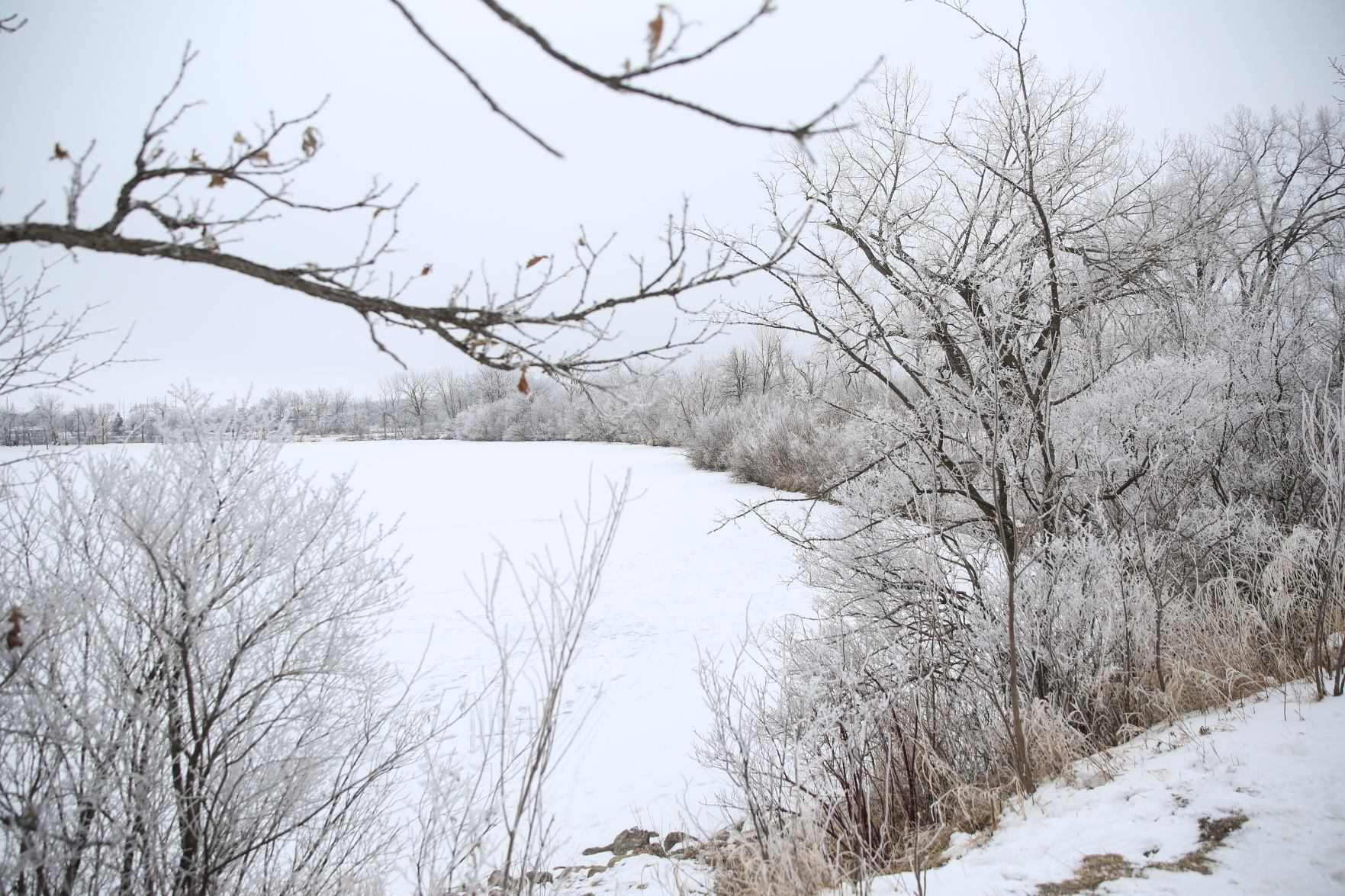 Frosty day - Feb. 2, 2020-17.jpg